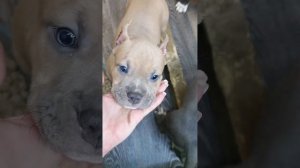 В продаже щенки Американского стаффордширского терьера(в Москве) 89776522003