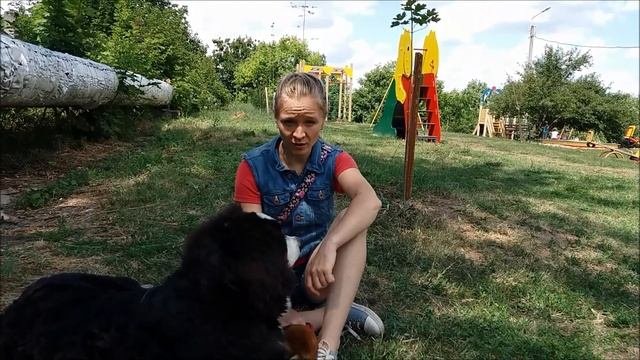 Воспитание щенка правила. Особенности воспитания щенков овчарки, воспитание и дрессировка щенка