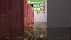 Манок на изюбря(пищик)👍👍👍