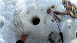 Клёвая рыбалка на Етыпуре часть-2. Язь "бьет в лёт" , дуплетом! Рыбалка мечты!