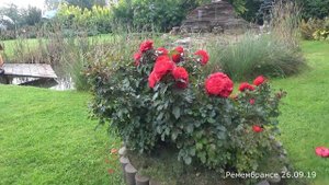 Когда обрезать розы?