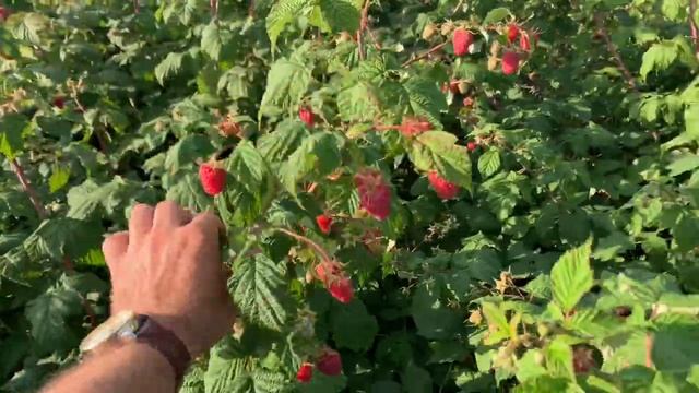 Сладкая малина Карамелька 10 сентября 19г в питомнике Школьный сад. смотреть онлайн