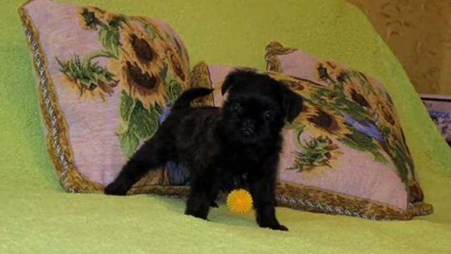 Гриффоны максибон.wmv смотреть онлайн