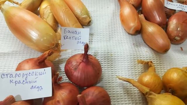 Лук шалот видео 1 смотреть онлайн