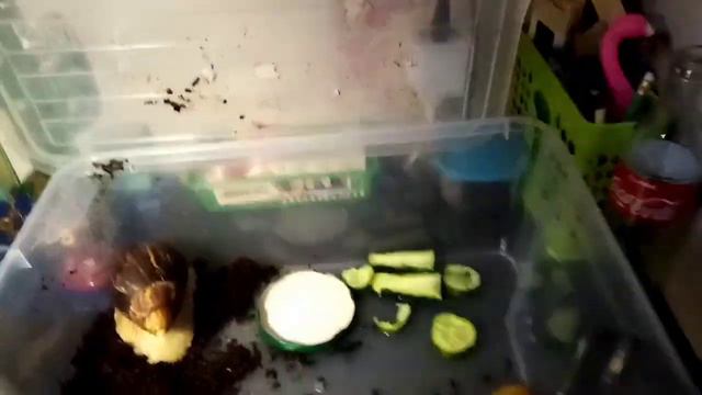 #УЛИТКА #ТРЭНД #ТОП //КАК НАДО ПРАВИЛЬНО РОСТИТЬ МАЛЕНЬКУЮ И БОЛЬШУЮ УЛИТКУ// смотреть онлайн