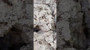 финал в поисках маток пробкоголовых муравьев в Лазаревском нашел матку муравьев темнов в желудях