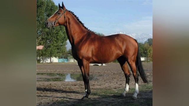 ЧИСТОКРОВНАЯ ВЕРХОВАЯ ЛОШАДЬ. ВСЕ О ПОРОДЕ смотреть онлайн