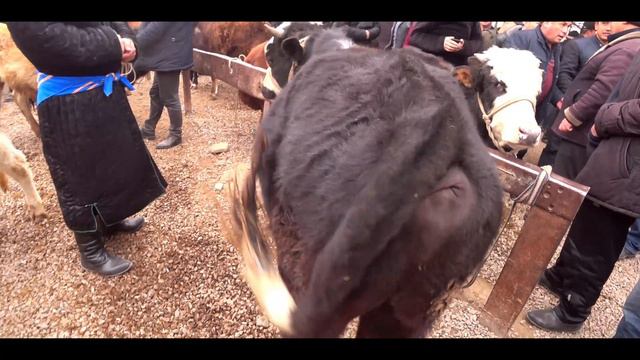 Узбекистондаги Энг Арзон Мол Бозори. Наманган Чуст, Олмос Бозори.28-fevral 2022-yil.