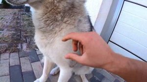 СОБАКИ ЕДЯТ 100 СОСИСОК НА СКОРОСТЬ / Кто первый? Хаски или Маламуты