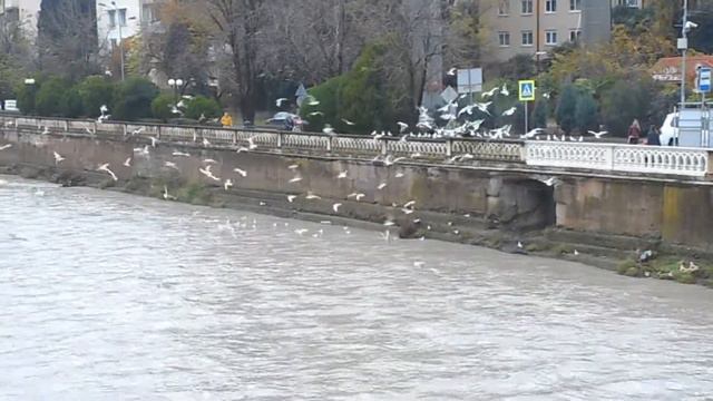 Чайки на реке Сочи. (6 декабря 2018 г.) смотреть онлайн