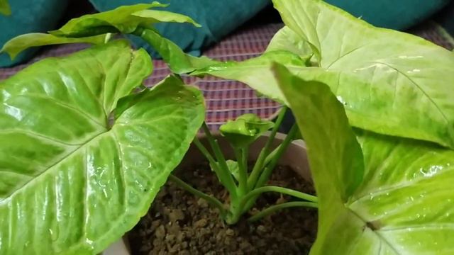 Syngonium plant care| ( best air purifying plant| indoor plants