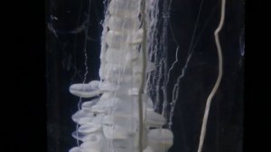 Силикатный сад