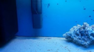 морской аквариум для начинающих