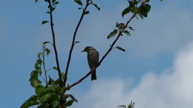 Пернатые обитатели Борской поймы // Нижегородская область. г. о. г. Бор. Июнь 2021 смотреть онлайн