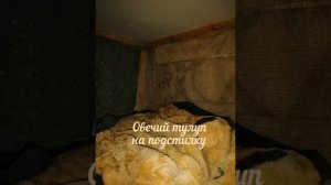 Будка для Алабая