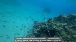 Красное море. Рыбки красного моря. Синеперый балистод.