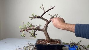 Making Dwarf Jade Bonsai Informal Upright Style | Repotting | Pruning | Wiring | Portulacaria Afra