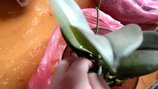 Фаленопсис мини - Марк. Пересадка сразу после покупки. смотреть онлайн