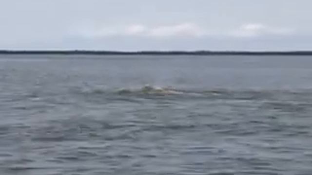 Lumba Lumba Albino Muncul di Tarakan смотреть онлайн