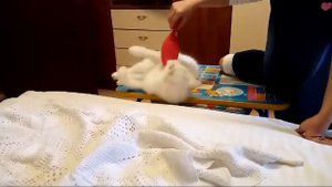 кошка не любит причесываться