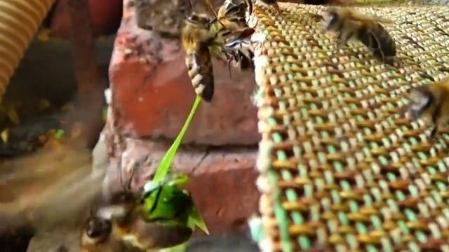 ?#Улей -фейсконтроль.Вынос кузнечика . смотреть онлайн