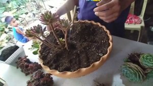 SUCCULENT DISH GARDEN