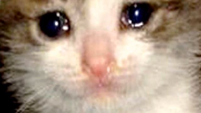 Грустные коты просят кушац смотреть онлайн