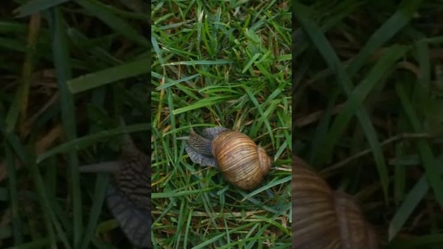 Жизни улитки смотреть онлайн