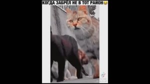 Смешные котики. Часть 4