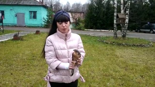 Выпустили на волю ястреба-перепелятника смотреть онлайн