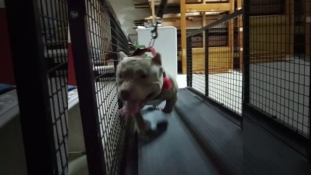 Американский Булли Чих пых, тренит на беговой дорожке. смотреть онлайн