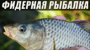 Рыбалка на фидер. Поехал за карасем, а поймал...