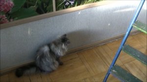 Как Сделать Игрушку Для Кошки Своими Руками / Самоделки для кошек / Sekretmastera