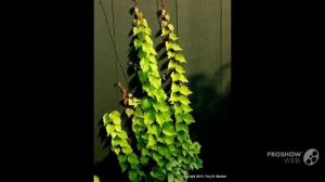 Parthenocissus - garden plants