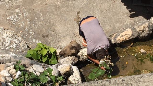 Медвежонок в Абхазии 2 смотреть онлайн