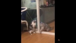 Самое Смешное Видео Про Кошек И Собак ? ? #57