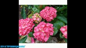 Покупка/ Новые сорта гортензии SO LONG SUNNY и ROSY/ Обзор цветов на веранде/ #hydrangea #деревня