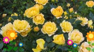 Роза почвопокровная Yellow Fairy. Краткий обзор, описание характеристик, где купить саженцы