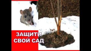Как подготовить сад к зиме?✔️ Защита молодых яблонь от мышей и морозобоин (трещин коры)