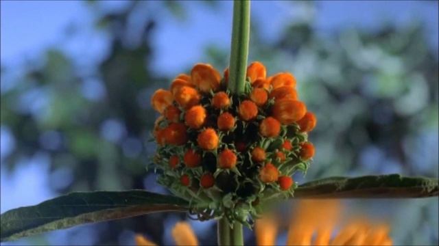 Павел Кашин - Расцветёт Земля смотреть онлайн