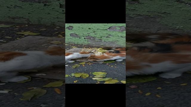??сестрички??