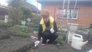 Избавляемся от луковой мухи, а так же их личинок нашатырным спиртом!