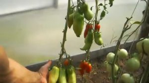 Сорт Американский длинный