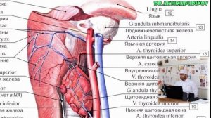 Топография сонных артерий. Язычный треугольник Пирогова. Сосуды шеи. Часть 2