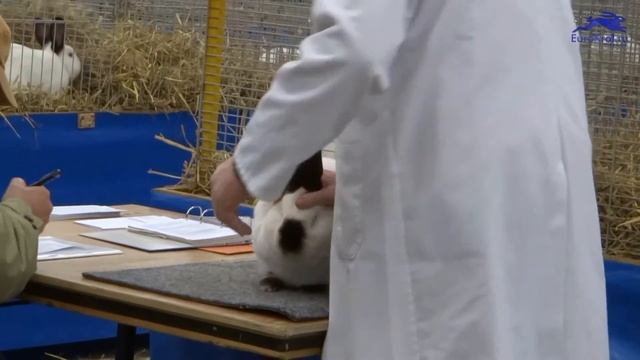 Калифорнийский кролик Голландия смотреть онлайн