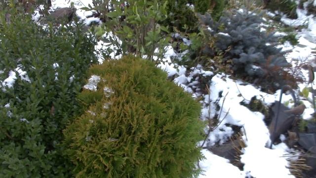 Предзимье. Доцветают розы и дафна. Осенний княжик. Готовим сад к зимовке.. смотреть онлайн