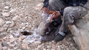 Дикий гусь и как его щипать, гусь добытый дядей Толей,