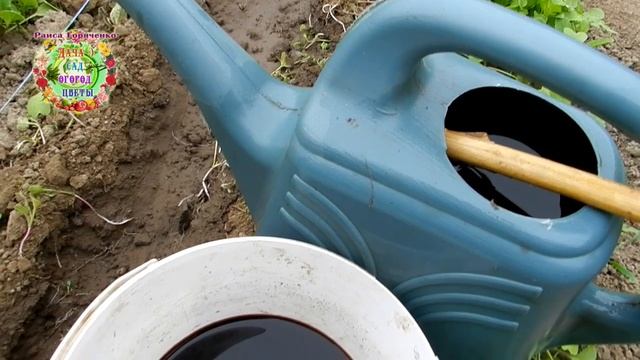 Семена чеснока идут на посадку первыми. Почему нужно садить воздушные луковички чеснока в октябре