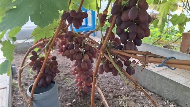 виноград в октябре 5,10,23 смотреть онлайн