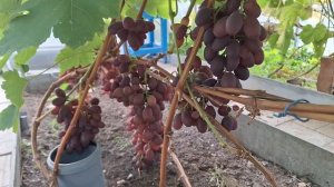 виноград в октябре 5,10,23